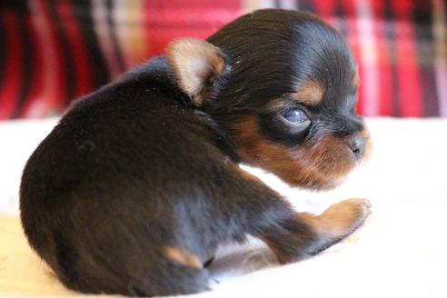 成約済の愛知県のヨークシャーテリア-67373の11枚目