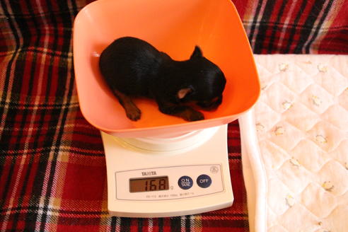 成約済の愛知県のヨークシャーテリア-67373の10枚目