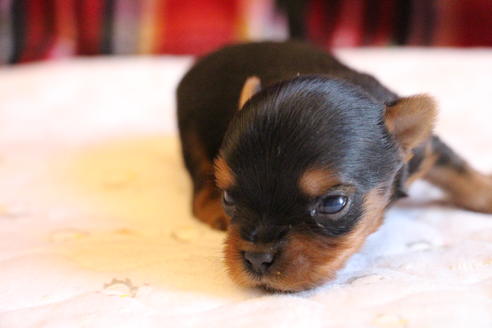 成約済の愛知県のヨークシャーテリア-67373の9枚目