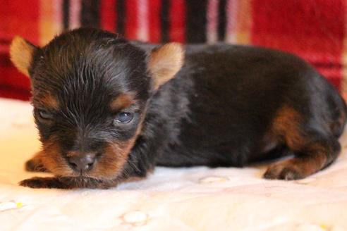 成約済の愛知県のヨークシャーテリア-67375の20枚目