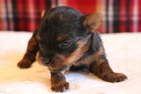 成約済の愛知県のヨークシャーテリア-67375の19枚目