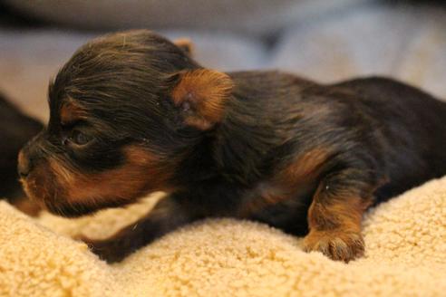 成約済の愛知県のヨークシャーテリア-67375の18枚目