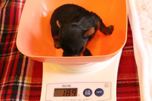 成約済の愛知県のヨークシャーテリア-67375の17枚目