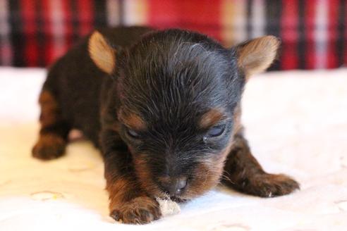 成約済の愛知県のヨークシャーテリア-67375の16枚目