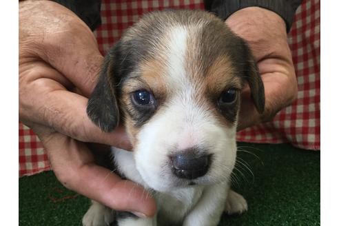 成約済の愛知県のビーグル-66208