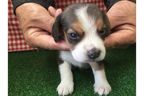 成約済の愛知県のビーグル-66209