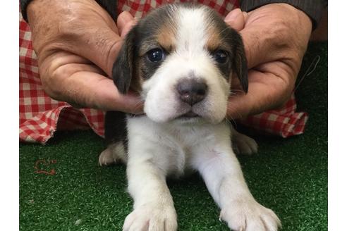 成約済の愛知県のビーグル-66210