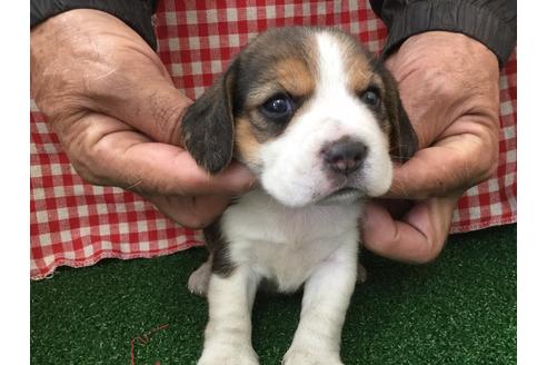 成約済の愛知県のビーグル-66211