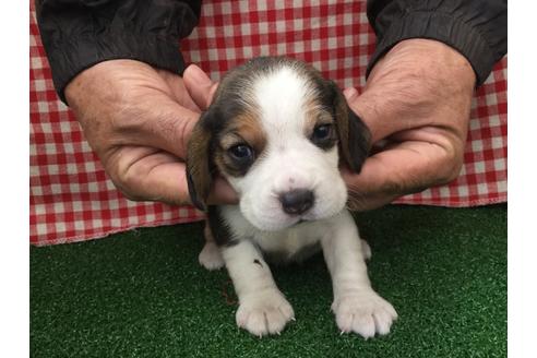 成約済の愛知県のビーグル-66212の1枚目