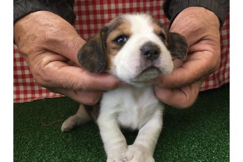 成約済の愛知県のビーグル-66213の1枚目