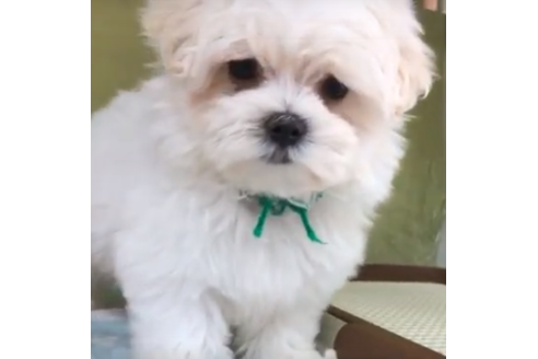 茨城県のマルチーズ 男の子 19 01 01生まれ ホワイト 子犬id ブリーダーナビ