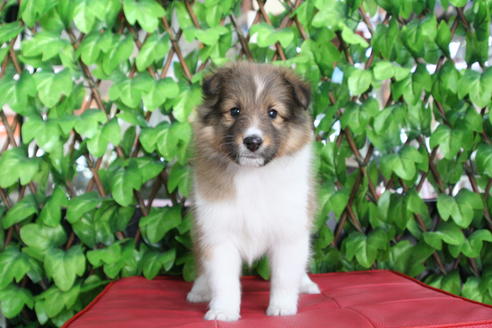 成約済の京都府のシェットランドシープドッグ(シェルティ)-65991