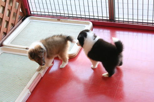 成約済の京都府のシェットランドシープドッグ(シェルティ)-65991の5枚目