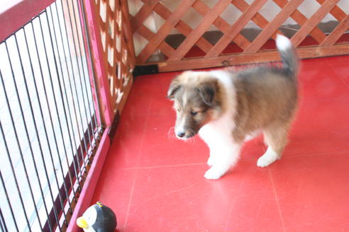 成約済の京都府のシェットランドシープドッグ(シェルティ)-65991の4枚目