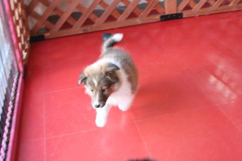 成約済の京都府のシェットランドシープドッグ(シェルティ)-65991の3枚目