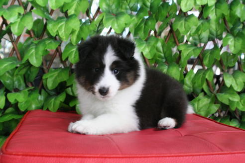 成約済の京都府のシェットランドシープドッグ(シェルティ)-65992