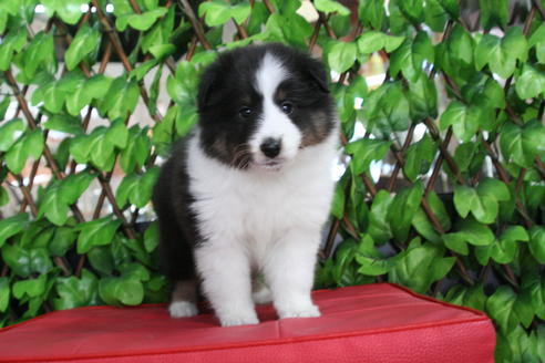 成約済の京都府のシェットランドシープドッグ(シェルティ)-65992の5枚目