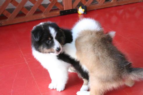 成約済の京都府のシェットランドシープドッグ(シェルティ)-65992の3枚目