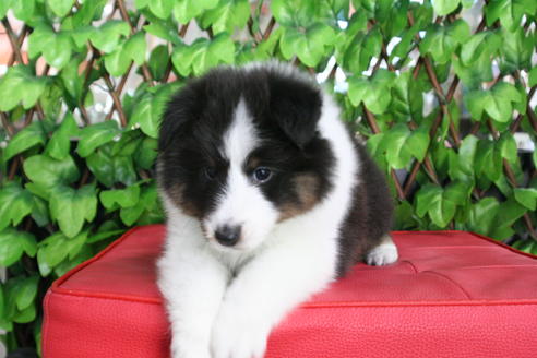 成約済の京都府のシェットランドシープドッグ(シェルティ)-65992の2枚目