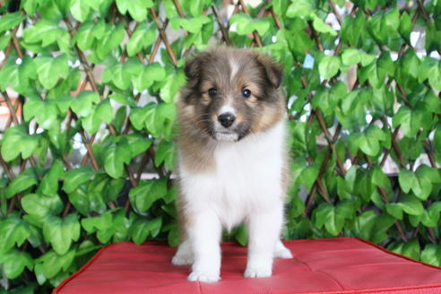 成約済の京都府のシェットランドシープドッグ(シェルティ)-65990の1枚目