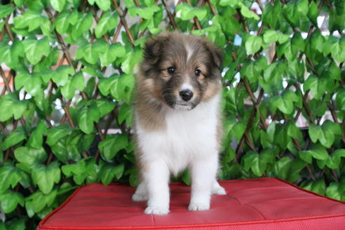 成約済の京都府のシェットランドシープドッグ(シェルティ)-65990の4枚目