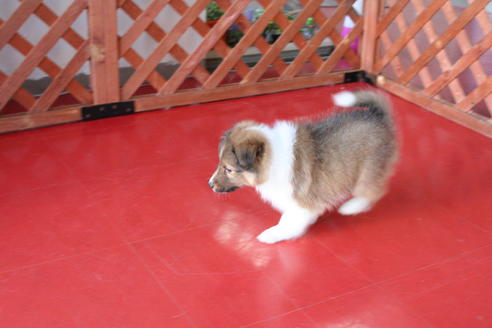 成約済の京都府のシェットランドシープドッグ(シェルティ)-65990の3枚目