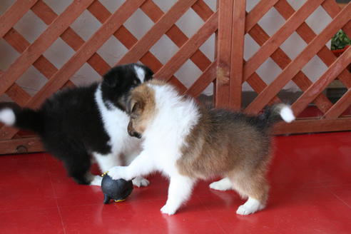 成約済の京都府のシェットランドシープドッグ(シェルティ)-65990の2枚目