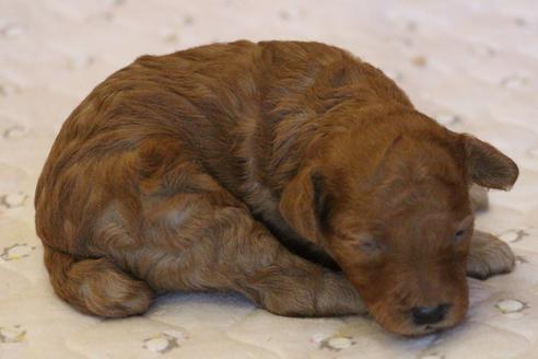 成約済の愛知県のトイプードル-67387の15枚目