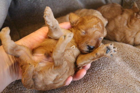 成約済の愛知県のトイプードル-67387の14枚目