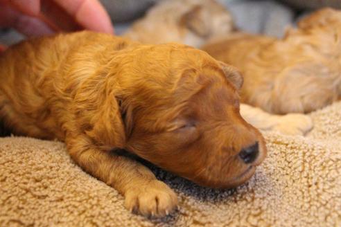 成約済の愛知県のトイプードル-67387の13枚目