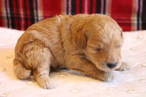 成約済の愛知県のトイプードル-67388の14枚目