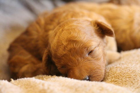 成約済の愛知県のトイプードル-67388の13枚目