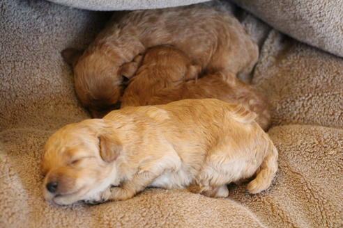 成約済の愛知県のトイプードル-67388の12枚目