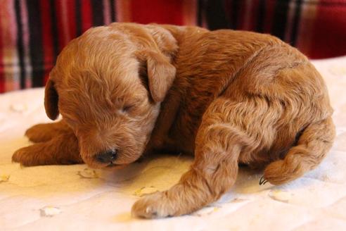 成約済の愛知県のトイプードル-67389の14枚目