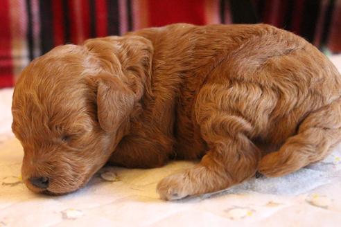 成約済の愛知県のトイプードル-67389の13枚目