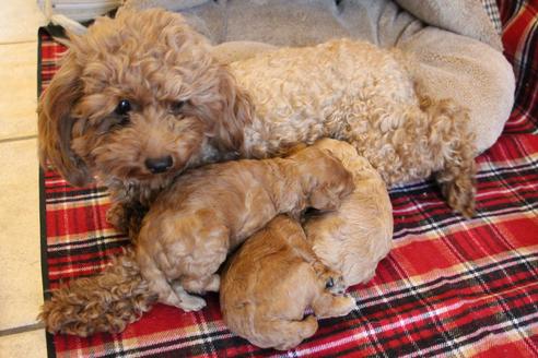 成約済の愛知県のトイプードル-67389の12枚目