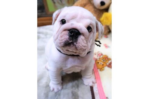 成約済の愛媛県のブルドッグ-67390