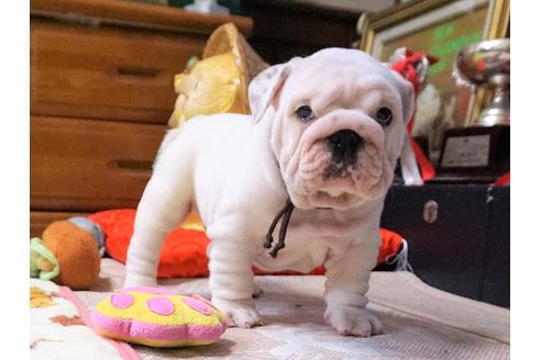 成約済の愛媛県のブルドッグ-67390の3枚目