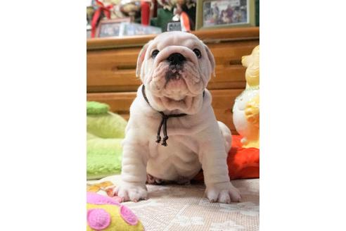 成約済の愛媛県のブルドッグ-67390の2枚目