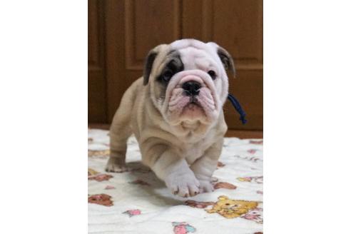 成約済の愛媛県のブルドッグ-67392の1枚目