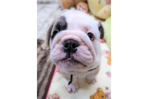 成約済の愛媛県のブルドッグ-67392の3枚目