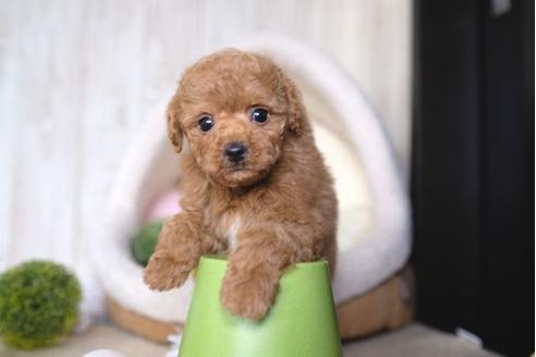 成約済の滋賀県のトイプードル-66268の1枚目