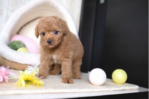 成約済の滋賀県のトイプードル-66268の5枚目