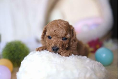 成約済の滋賀県のトイプードル-66268の3枚目