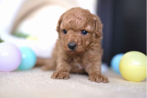成約済の滋賀県のトイプードル-66268の2枚目