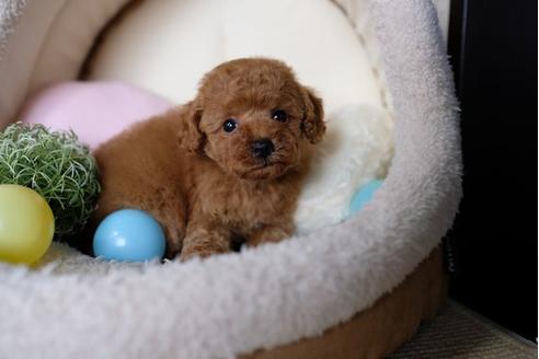 成約済の滋賀県のトイプードル-66271