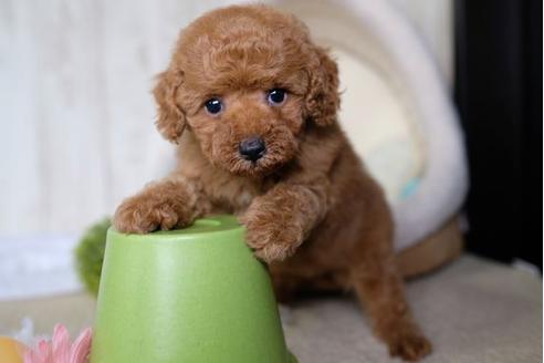 成約済の滋賀県のトイプードル-66271の5枚目