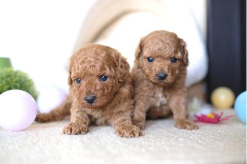 成約済の滋賀県のトイプードル-66271の4枚目