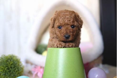 成約済の滋賀県のトイプードル-66271の3枚目