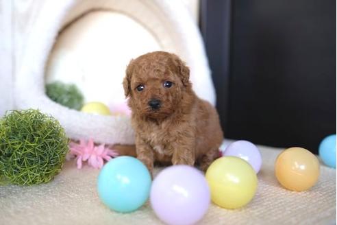 成約済の滋賀県のトイプードル-66271の2枚目